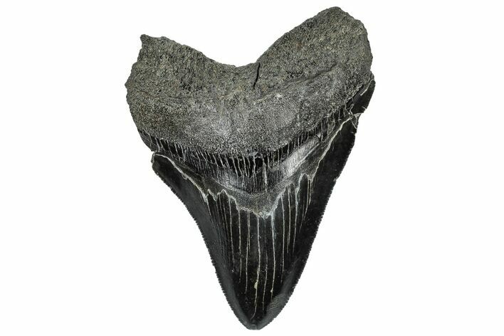 Serrated, Fossil Megalodon Tooth - South Carolina #297460